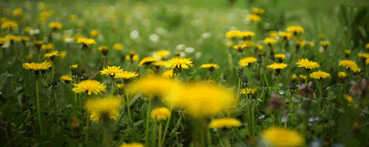 Dandelion Honey Recipe